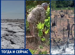 Борьба за лесополосу в окрестностях Таганрога закончилась... арестом главного противника вырубки 