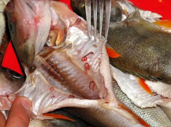 Почему после тарелки ухи можно попасть на больничную койку