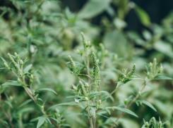 Более 5 гектаров амброзии выявил Россельхознадзор в Таганроге и пригороде