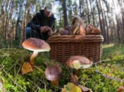Таганроженка отравилась купленными у рынка грибами