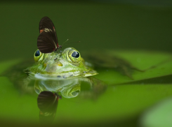 Очень громко и задорно: хоровое пение прудовых лягушек в таганрогском парке - видео