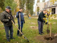 Таганрожцев приглашают принять участие в «Дне древонасаждения»