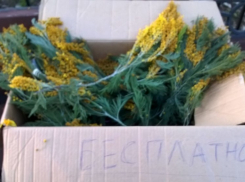 В Таганроге 8 марта бесплатно раздавали цветы