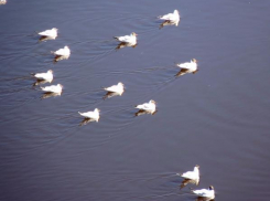 Таганрогский залив оккупировали пернатые захватчики