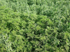 На борьбу с амброзией в Таганроге нашли деньги