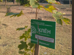 Очередной виток древонасаждения ждет Таганрог