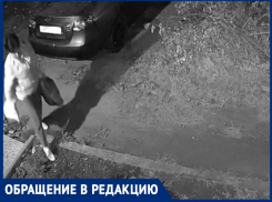 Очередной расхититель таганрогских клумб попал на камеру 