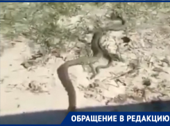 В Таганроге на Пушкинской набережной с новыми провалами появились и змеиные гнезда