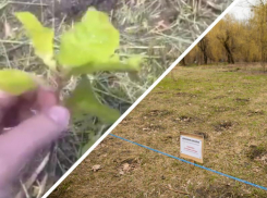 В Таганроге снова скосили деревья, посаженные волонтерами