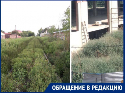 «Куда смотрят санитарные врачи?» - спрашивают таганрожцы, глядя на плантации амброзии