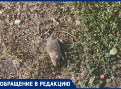 Крысы, заросли амброзии и чиновничье «не наше»: власти Таганрога «отписались» от дороги к школе № 38