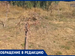 Равнодушие властей погубило деревья на чеховской набережной Таганрога