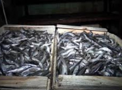 Под Таганрогом накрыли подпольный цех по производству рыбной продукции