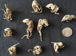 Житель Таганрога продает дохлых мышей за миллион рублей