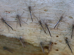 Тучи комаров-звонцов осаждают Таганрог - какие болезни они могут переносить людям?