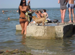 Жители Таганрога возмущены купанием собак на общественных пляжах