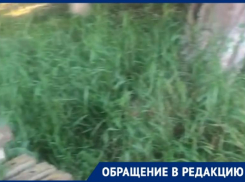 Запах скошенной травы мечтают почувствовать жители улицы Инструментальной Таганрога