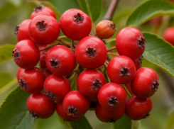 Возле какого дерева сегодня не стоит ругаться: советы и предостережения таганрожцам на 23 сентября