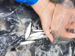 Таганрожцам предложили поедать медуз 