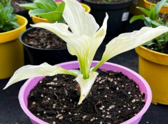  Тренды сезона: эксклюзивные новинки для вашего ландшафта