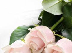Во сколько в этом году обойдется «миллион алых роз» к 8 марта таганрожцу