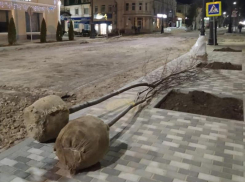 Подросшие деревья привезли на улицу Петровскую,   приживутся ли они в мороз?