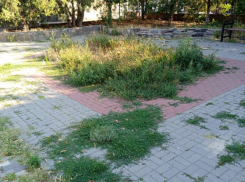 Кусочек джунглей в центре Таганрога - пятачок-заброшка как бельмо на Петровской 