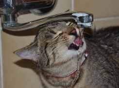 В Таганроге будут обеззараживать питьевую воду другим реагентом