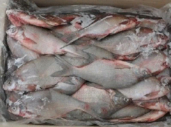 Судак, сом, бычки и линь «не уплыли» из Таганрога: 19 тонн рыбы задержали из-за нарушений
