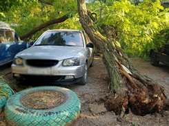  Не повезло: В Таганроге на автомобиль упало дерево 