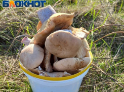 Как отличить съедобные грибы нашего региона от опасных