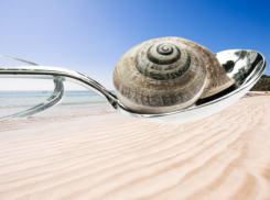 Вместе с ракушками: нас хотят кормить моллюсками из Азовского моря, но блюдо слишком экзотичное