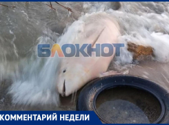 «Ослабленное состояние» и механические повреждения: таганрогские чиновники объяснили гибель дельфина на побережье