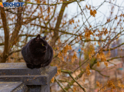 Федорины вечерки: как правильно провести день таганрожцам