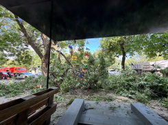 Огромное дерево рухнуло и перекрыло в Таганроге улицу - как расчистили парализоанный участок