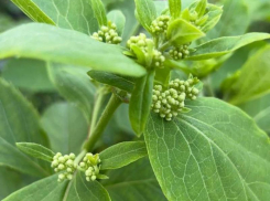 Живые обереги: какие растения принесут удачу, деньги и любовь