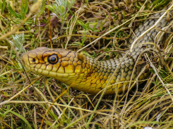 Таганрогскую дачницу напугала змея - пришлось вызывать спасателей