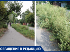 Амброзия продолжает отравлять жизнь таганрожцам