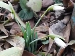 Как в сказке «12 месяцев» : в Таганроге в январе появились подснежники