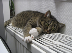 В Таганроге зимой будут горячие батареи? Власти рассказали о подготовке к отопительному сезону