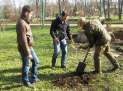 За 9 лет в Таганроге высадили почти 17 тысяч деревьев и кустарников