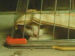 Судьбу котенка-воришки решали всем Таганрогом