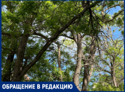 Дерево в центре Таганрога вот-вот упадет на головы студентам и иным прохожим 