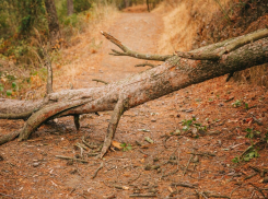 Таганрожец отсудил у МКУ «Благоустройство» компенсацию за упавшее дерево