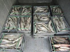 12 тонн рыбы изъяли ФСБ у браконьеров в Таганрогском заливе