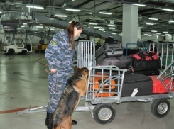 Таганрогские таможенники будут искать взрывчатку в Сочи на этапе гонок Формулы-1