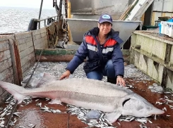 В Азовском море выросло число осетров: будет ли в Таганроге икорный бум?