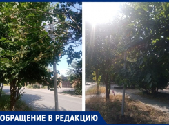 Дорожные знаки в Таганроге теряются в кроне деревьев