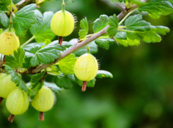 Когда в таганрогском климате лучше обрезать крыжовник?
