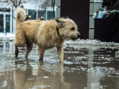 Возле Приморского парка хозяйничает стая: таганрожцы требуют от властей защитить их от агрессивных собак